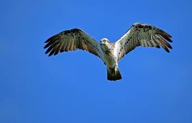 aquila